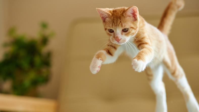 绝密猫片,中国人养猫的秘闻都在这了